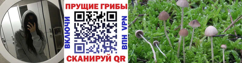где можно купить   Шумиха  Галлюциногенные грибы Psilocybe 